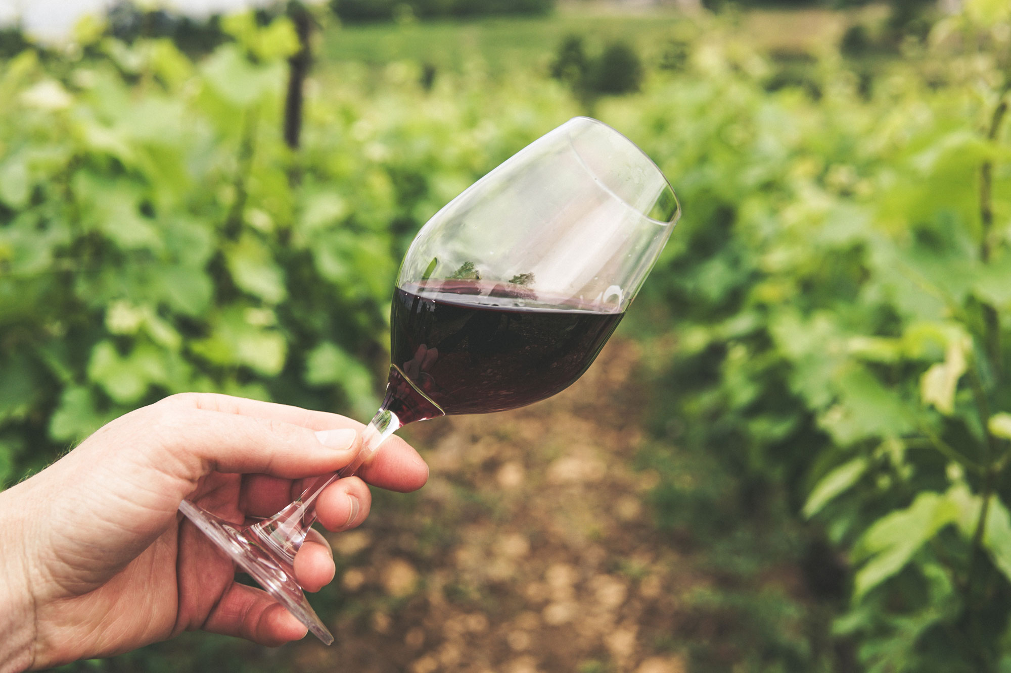 Descubra 4 marcas nacionais de vinhos biodinâmicos e orgânicos! - Revista Nutri Online